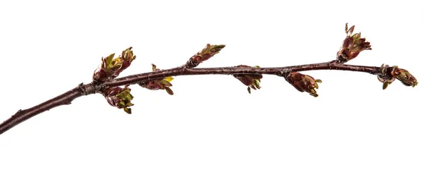 Zweig des Kirschbaums mit geschwollenen Knospen, die blühen. isoliert auf wh — Stockfoto