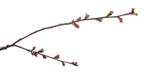 Branche de cerisier avec bourgeons gonflés en fleurs. isolé sur wh — Photo