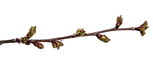 Gren av körsbärsträd med svullna knoppar blommande. isolerad på WH — Stockfoto