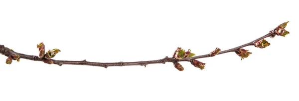 Branche de cerisier avec bourgeons gonflés en fleurs. isolé sur wh — Photo