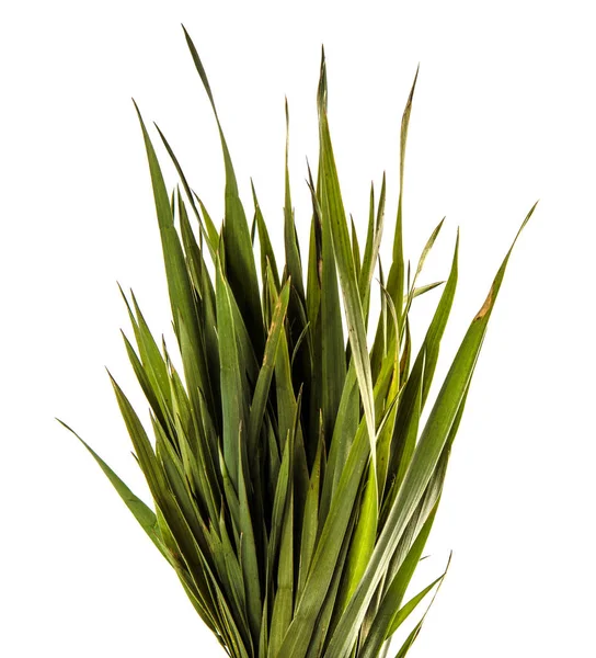 Bunch of young green grass. isolated on white background — Stock Photo, Image