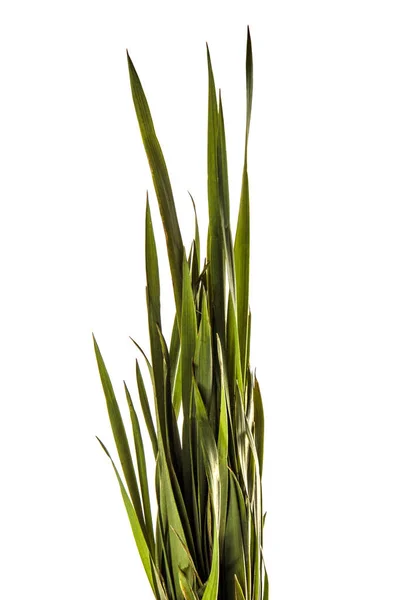 Stelletje jonge groene gras. geïsoleerd op witte achtergrond — Stockfoto