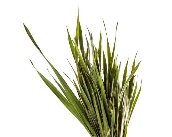 Bunch of young green grass. isolated on white background — Stock Photo, Image