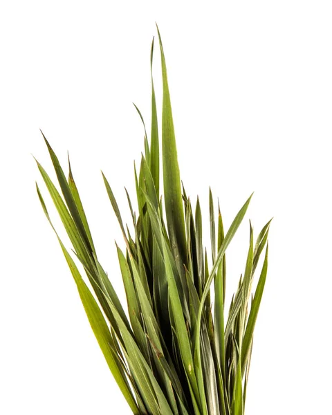 Stelletje jonge groene gras. geïsoleerd op witte achtergrond — Stockfoto