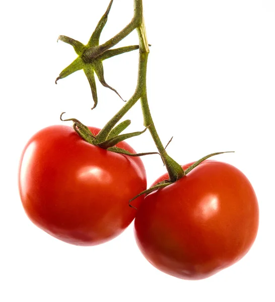 Rijpe rode tomaten op een tak. witte achtergrond — Stockfoto
