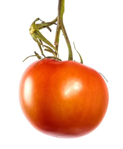 Reife rote Tomaten auf einem Zweig. weißer Hintergrund — Stockfoto