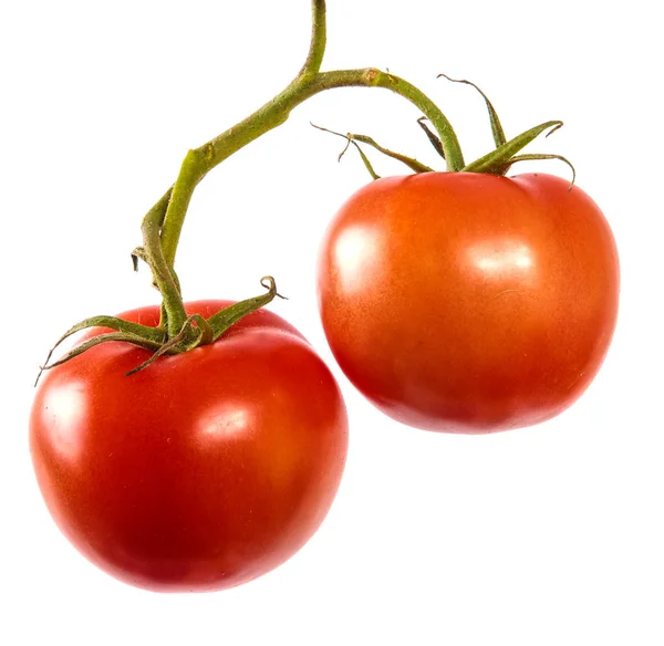 Zralých červených rajčat na větvi. bílé pozadí — Stock fotografie