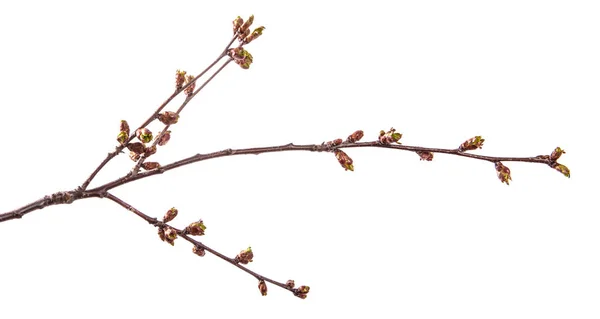 Gren av körsbärsträd med svullna knoppar blommande. isolerad på WH — Stockfoto