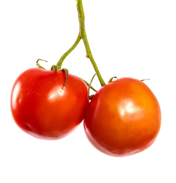 Reife rote Tomaten auf einem Zweig. weißer Hintergrund — Stockfoto