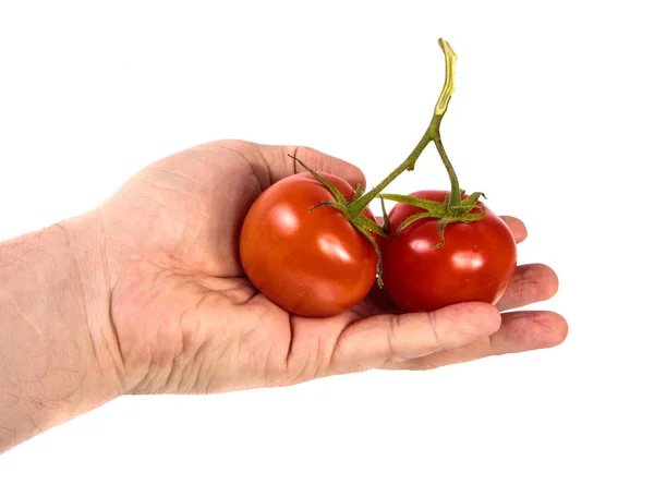 Bir adamın elinde olgun kırmızı domates. beyaz arka planda — Stok fotoğraf