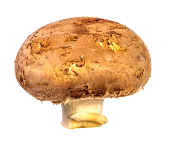 Königlicher großer Champignon. auf weißem Hintergrund — Stockfoto