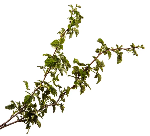 Malinowy krzew z młodymi zielonymi listwami. izolowane na białym ekspresyjne Obrazek Stockowy