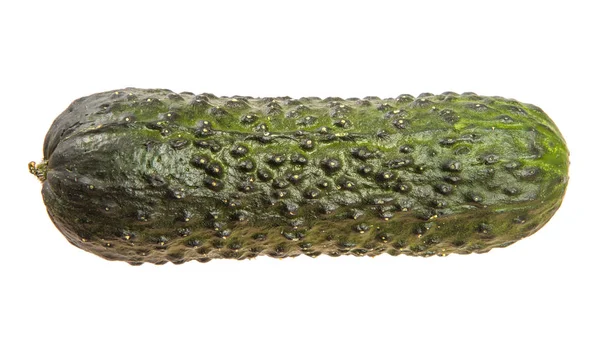 Pepino verde maduro con granos. sobre un fondo blanco —  Fotos de Stock