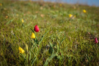 sahada alan laleler.