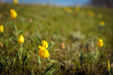 sahada alan laleler.