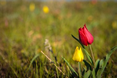 sahada alan laleler.