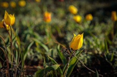 sahada alan laleler.