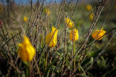 sahada alan laleler.