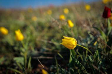 sahada alan laleler.