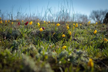 sahada alan laleler.