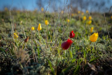 sahada alan laleler.