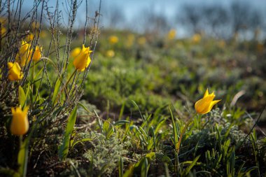 sahada alan laleler.