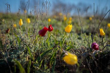 sahada alan laleler.