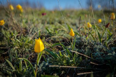 sahada alan laleler.