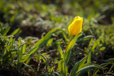 sahada alan laleler.