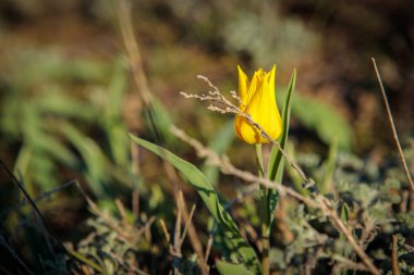 sahada alan laleler.