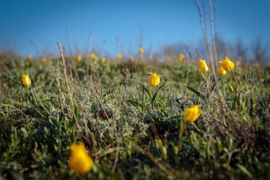 sahada alan laleler.