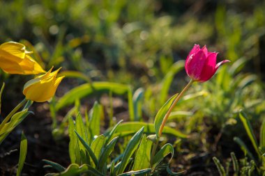 sahada alan laleler.