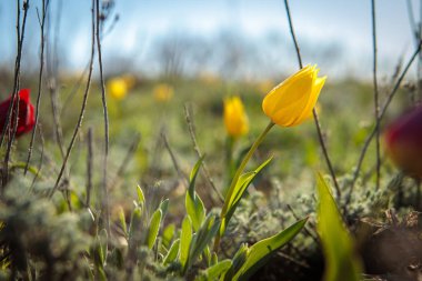 sahada alan laleler.