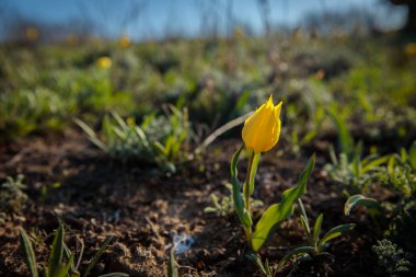 sahada alan laleler.