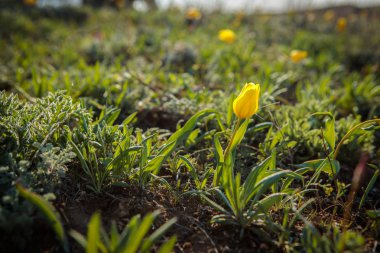 sahada alan laleler.