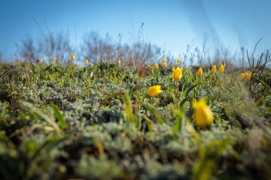 sahada alan laleler.