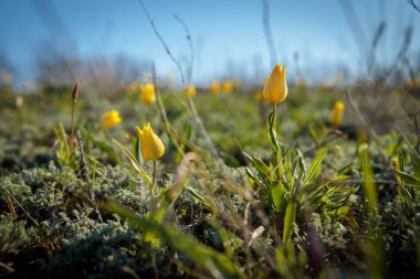 sahada alan laleler.