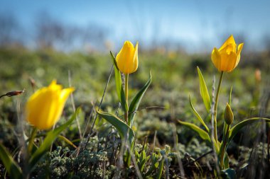 sahada alan laleler.