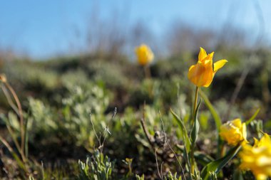 sahada alan laleler.