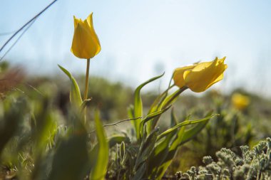 sahada alan laleler.