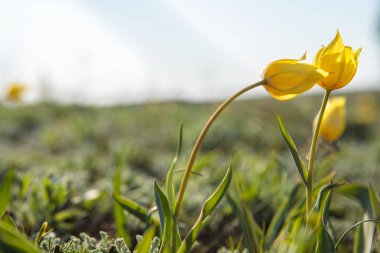 sahada alan laleler.