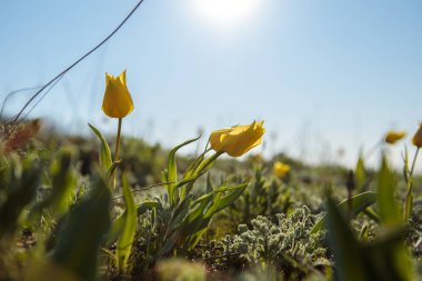 sahada alan laleler.