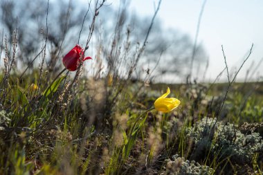 sahada alan laleler.
