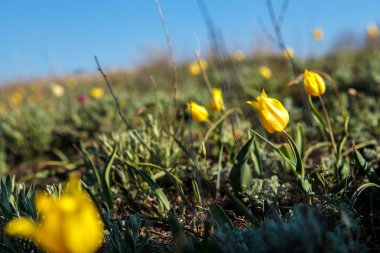 sahada alan laleler.