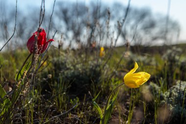 sahada alan laleler.