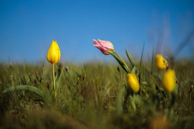 sahada alan laleler.