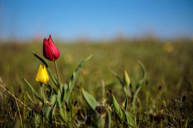 sahada alan laleler.