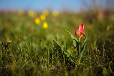 sahada alan laleler.