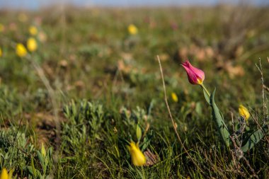 sahada alan laleler.