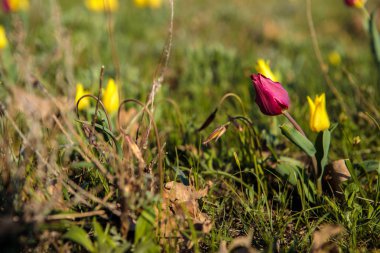 sahada alan laleler.